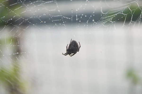 Araña Sube Una Tela Araña — Foto de Stock