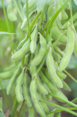 Yeşil soya tohumları tarlada yetişiyor.