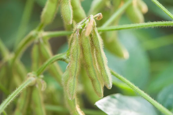 Зелені Соєві Стручки Рослини Детально Описані Полі — стокове фото