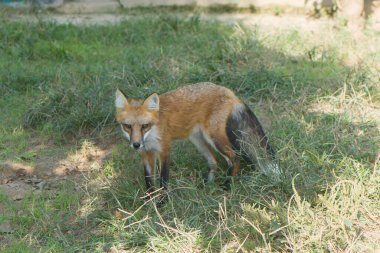 Hayvanat bahçesinde bir kızıl tilki ya da vulpes vulpes