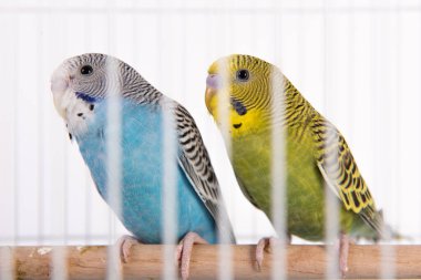 Kuş kafesindeki papağanlar beyaz arka planda..