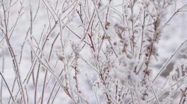 Kışın donmuş çimenler