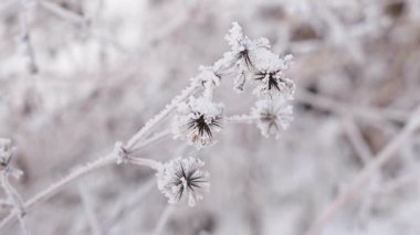 Kışın donmuş çimenler