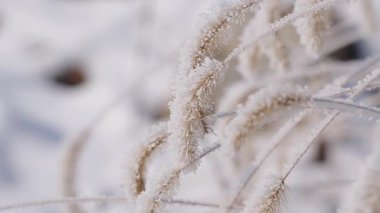 Kışın donmuş çimenler