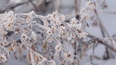 Kışın donmuş çimenler