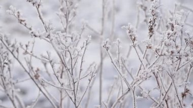 Kışın donmuş çimenler