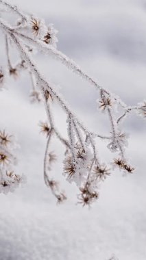 Kışın donmuş çimenler