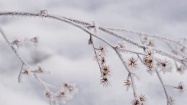Kışın donmuş çimenler