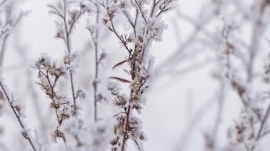 Kışın donmuş çimenler