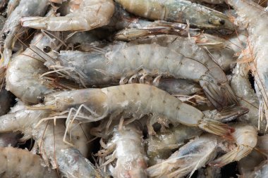 Taze çiğ beyaz karides ya da karides arkaplanının yakın plan çekimi