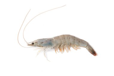 Beyaz arka planda izole edilmiş taze çiğ beyaz karides veya karides.