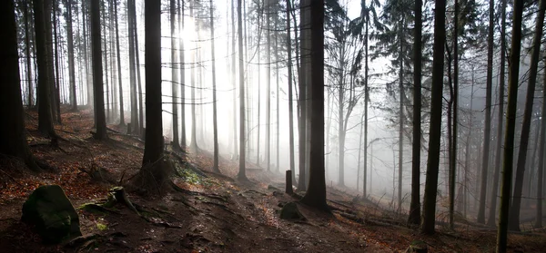 Misty morning in the forest — Stock Photo, Image