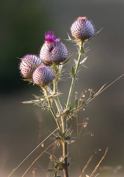 Distel im Sonnenuntergang — Stockfoto