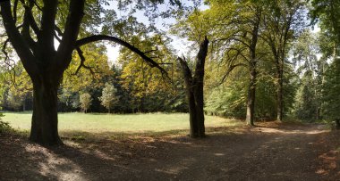 Orman yolu ve ağaçlar