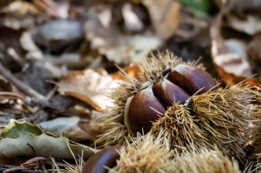Ormandaki ağaçtan yeni düşmüş kestane ağacının yakın plan fotoğrafı.
