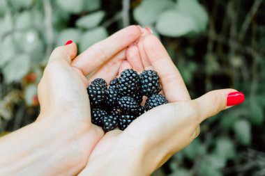 Bir kadının eline bir avuç böğürtlen yakın çekim.