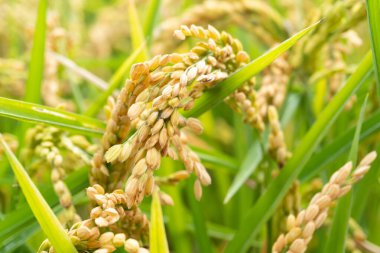 Delta del Ebro, Tarragona, Katalonya 'daki pirinç bitkisinin yakın görüntüsü