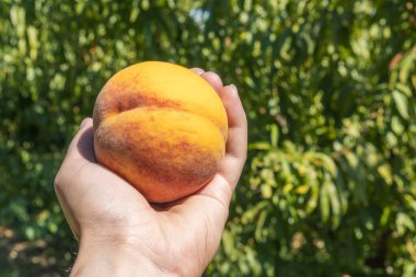 Tarladaki bir meyve ağacından organik şeftali toplayan bir elin yakın çekimi.