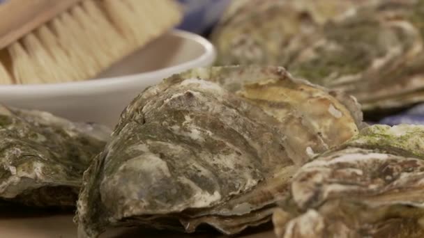 Oysters and a kitchen brush — Stock Video