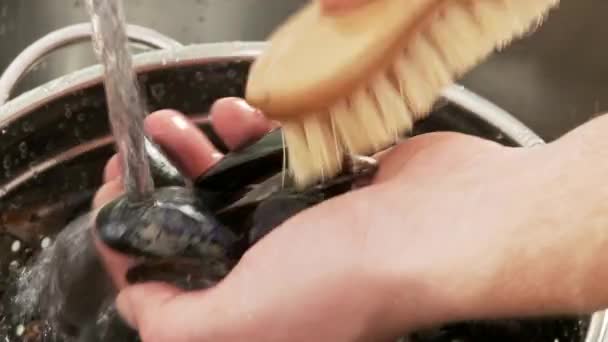 Cozze che vengono pulite con il pennello — Video Stock