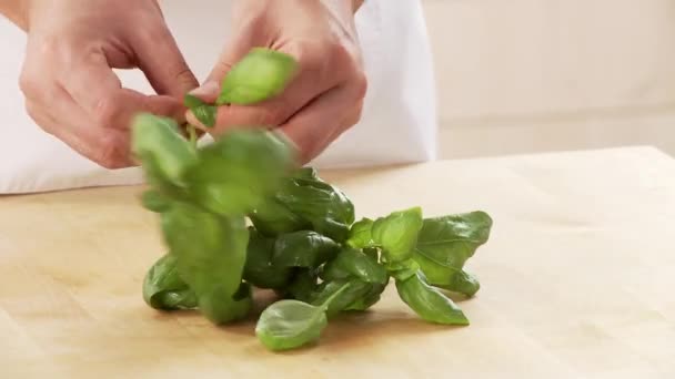 Basil leaves being torn — Stock Video