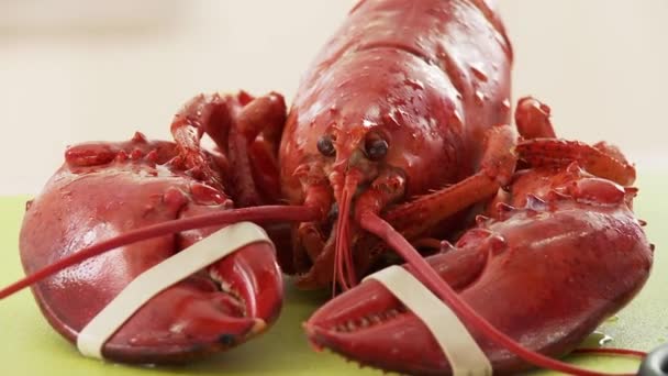 Cooked lobster with rubber bands — Stock Video