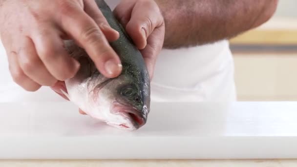 Características de un pescado fresco — Vídeo de stock