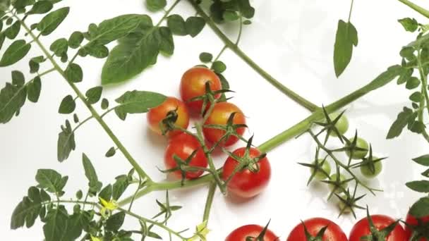 Rotierende Tomatenpflanzen und Tomaten — Stockvideo