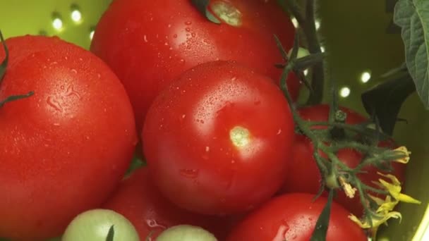 Pomodori maturi e acerbi — Video Stock