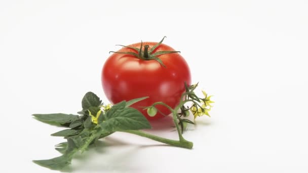 Rotating tomato with leaves — Stock Video