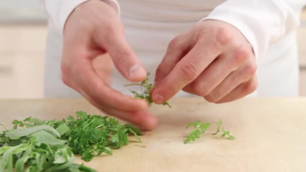 Chervil being torn for pieces — Stock Video