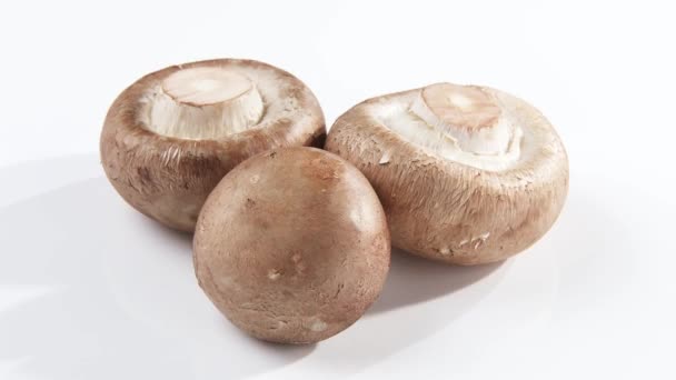 Trois champignons châtaigniers — Video