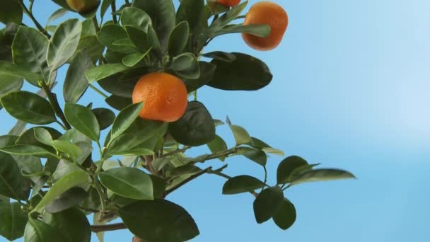 Oranges sur l'arbre gros plan — Video