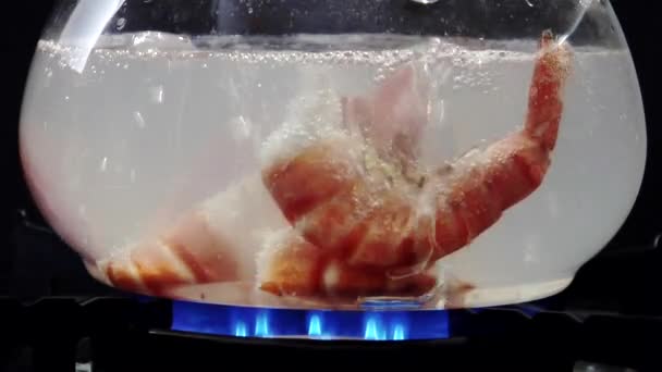 Fűrészes garnélarák forrásban lévő vízben — Stock videók