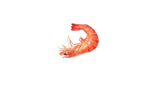 One king prawn — Stock Video