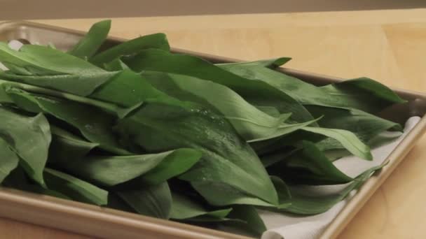 Ramson leaves on tray — стоковое видео