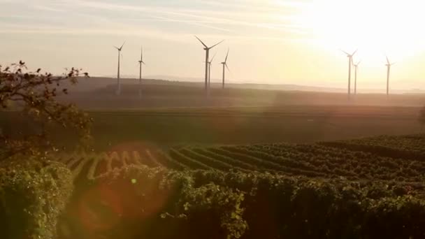 Wijngaarden en windturbines — Stockvideo