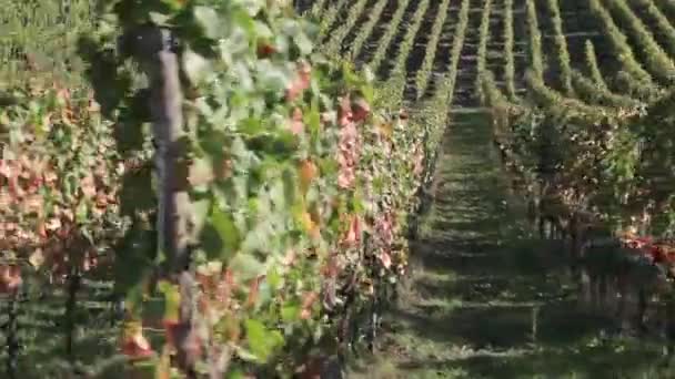 A vineyard in Possnitzberg — Stock Video