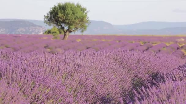 Een bloeiende lavendel veld met een berglandschap — Stockvideo