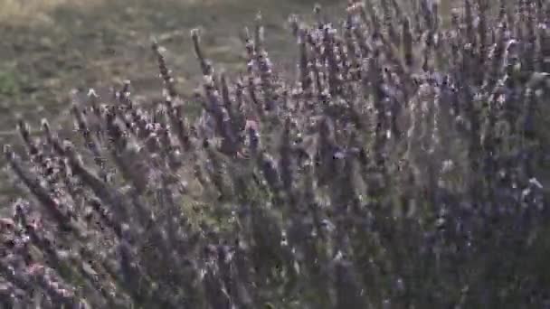 Campo de lavanda florescente — Vídeo de Stock