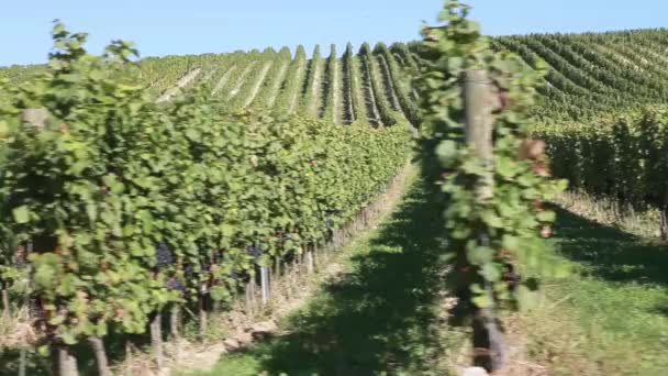 Vineyard  at sunny day — Stock Video