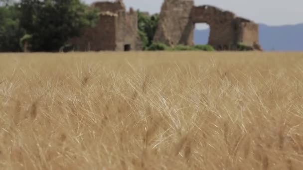 Un campo de trigo en Provenza — Vídeo de stock