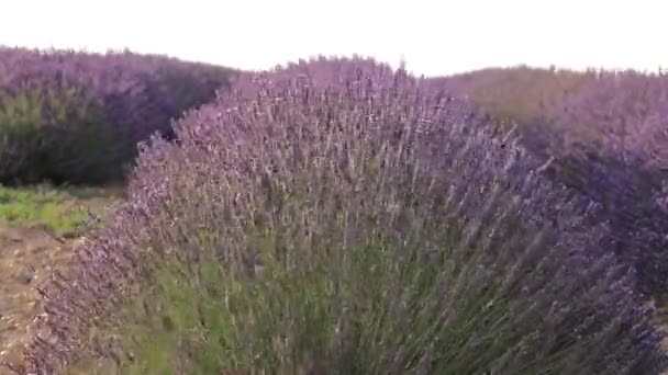 Las avenidas de hierba separan las filas de lavanda — Vídeos de Stock