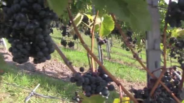 Lemberger vines near Stetten, — Stock Video