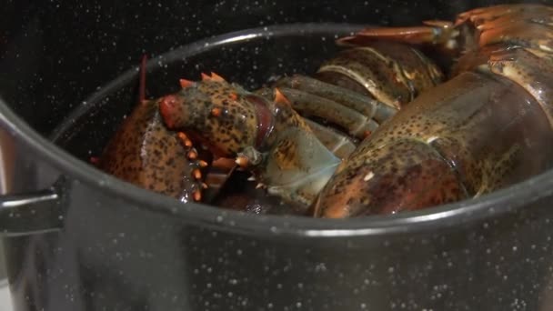 Lobsters sendo cozido na panela — Vídeo de Stock