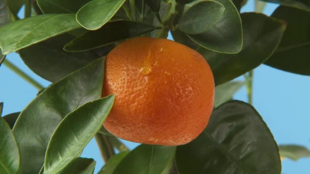 Naranja con una gota en el árbol — Vídeos de Stock