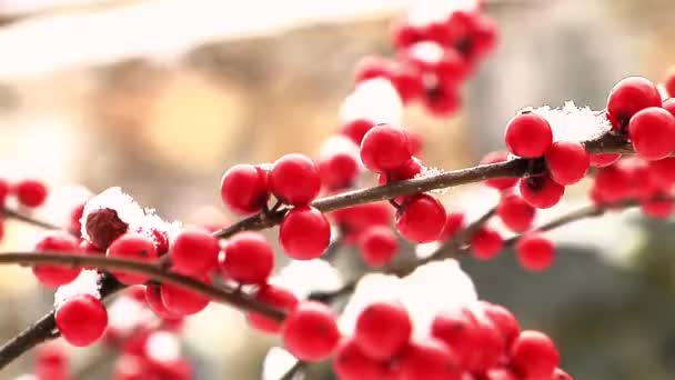 Winter bessen met sneeuw — Stockvideo