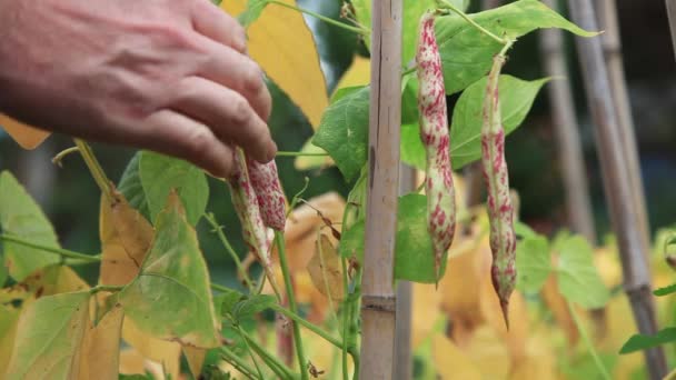 Borlotti beans being picked — Stock Video