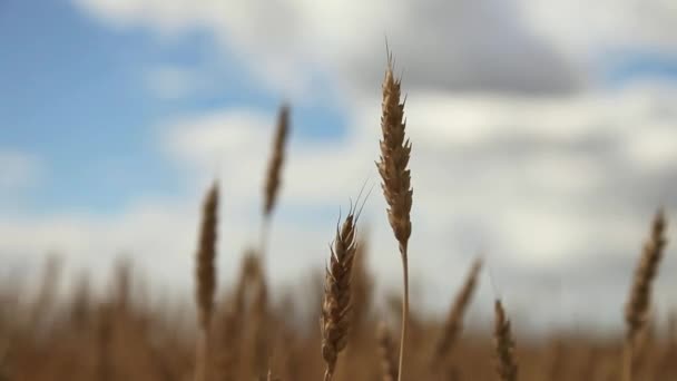 Campo de trigo con nubes — Vídeos de Stock