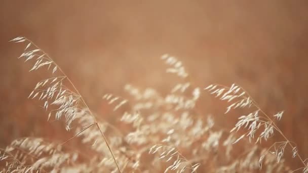 Orejas de avena en un campo — Vídeos de Stock